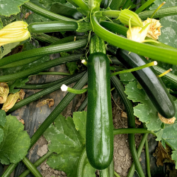 Cukinia Bowman (SQ 7420) f1 250 nasion st